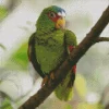 Cute White Fronted Amazon Diamond Painting