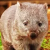 Cute Wombat Diamond Painting