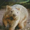 Cute Wombat Animal Diamond Painting