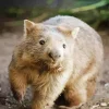 Cute Wombat Animal Diamond Painting