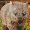 Cute Wombat Diamond Painting