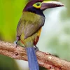 Cute Yellow Eared Toucanet Bird Diamond Painting