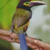 Cute Yellow Eared Toucanet Bird Diamond Painting
