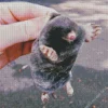 Cute Baby Mole Diamond Painting