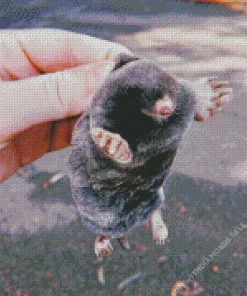 Cute Baby Mole Diamond Painting