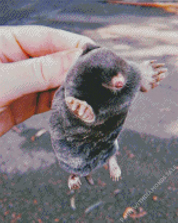 cute baby Mole Diamond By Numbers Cute Baby Mole Diamond Painting
