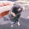 Cute Baby Mole Diamond Painting