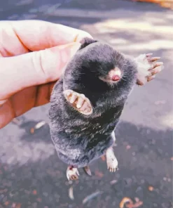 Cute Baby Mole Diamond Painting