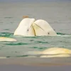 Cute Belugas Couple Diamond Painting