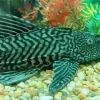 Cute Green Pleco Fish Diamond Painting