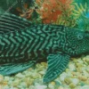 Cute Green Pleco Fish Diamond Painting