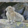 Cute Grey Pika Diamond Painting