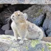 Cute Grey Pika Diamond Painting