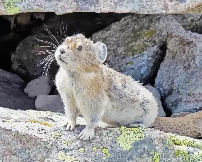 cute grey Pika Diamond Paintings Cute Grey Pika Diamond Painting