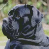 Dog Cane Corso Diamond Painting