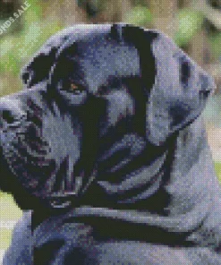 Dog Cane Corso Diamond Painting