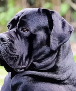 Dog Cane Corso Diamond Painting