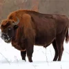 European Bison Diamond Painting