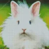 Fluffy Angora Rabbit Diamond Painting