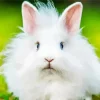 Fluffy Angora Rabbit Diamond Painting
