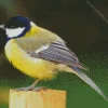 Fluffy Parus Bird Diamond Painting