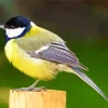 Fluffy Parus Bird Diamond Painting