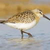 Fluffy Sandpiper Diamond Painting
