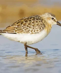 Fluffy Sandpiper Diamond Painting
