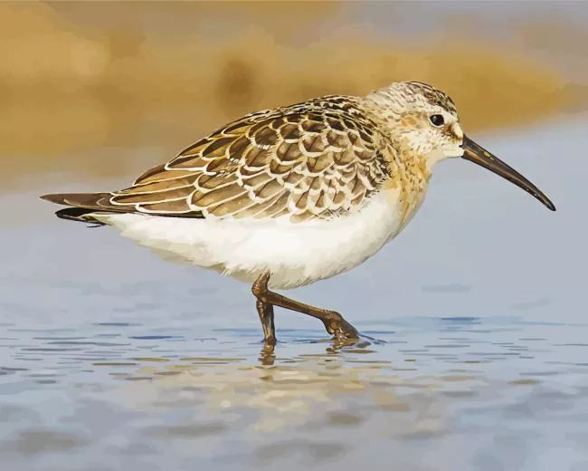fluffy Sandpiper Diamond By Numbers Fluffy Sandpiper Diamond Painting