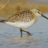 Fluffy Sandpiper Diamond Painting