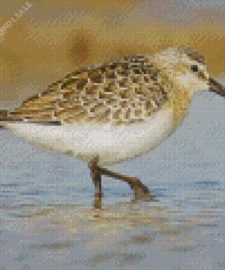 Fluffy Sandpiper Diamond Painting