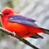 Fluffy Scarlet Tanager Diamond Painting