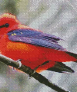Fluffy Scarlet Tanager Diamond Painting