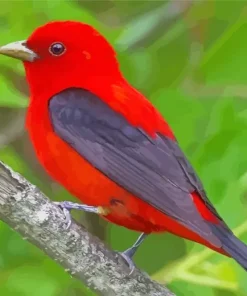 Fluffy Scarlet Tanager Bird Diamond Painting
