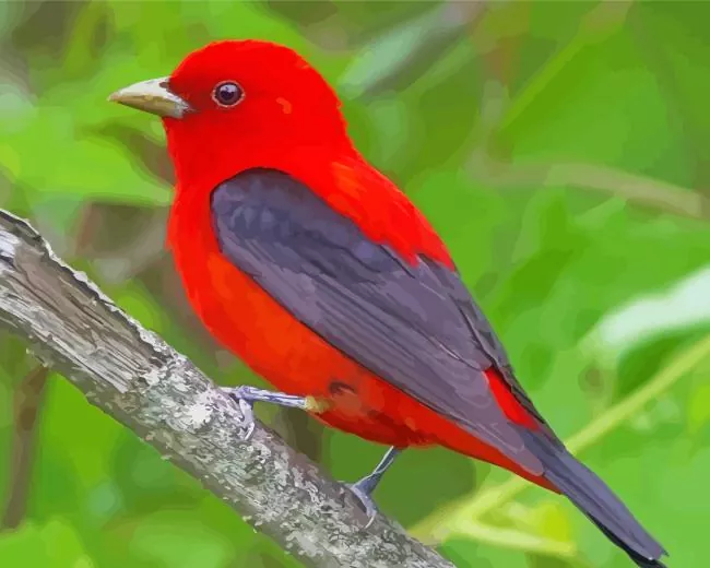 fluffy Scarlet Tanager bird Diamond By Numbers Fluffy Scarlet Tanager Bird Diamond Painting