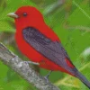 Fluffy Scarlet Tanager Bird Diamond Painting