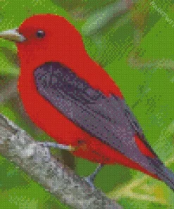 Fluffy Scarlet Tanager Bird Diamond Painting