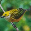 Fluffy Silver Throated Tanager Diamond Painting