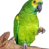 Fluffy White Fronted Amazon Diamond Painting