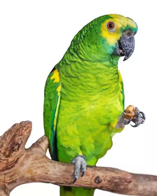 fluffy White Fronted Amazon Diamond By Numbers Fluffy White Fronted Amazon Diamond Painting