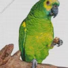 Fluffy White Fronted Amazon Diamond Painting