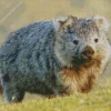 Fluffy Wombat Diamond Painting
