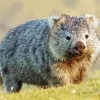 Fluffy Wombat Diamond Painting