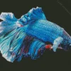 Fluffy Blue Siamese Fighting Fish Diamond Painting