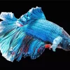 Fluffy Blue Siamese Fighting Fish Diamond Painting