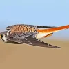 Flying American Kestrel Diamond Painting