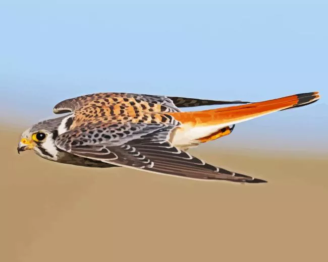 flying American Kestrel Diamond By Numbers Flying American Kestrel Diamond Painting
