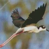 Flying Black Necked Stilt Diamond Painting