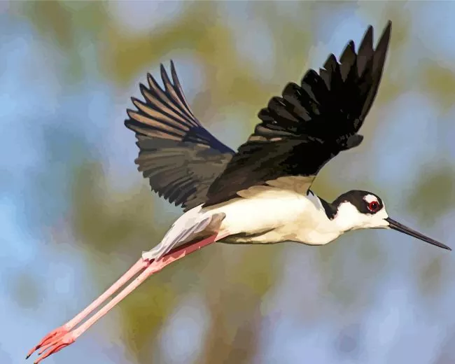 flying Black Necked Stilt Diamond Paints Flying Black Necked Stilt Diamond Painting