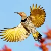 Flying Gilded Flicker Diamond Painting